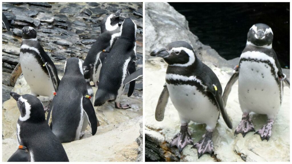 Pinguins do Oceanário de Lisboa