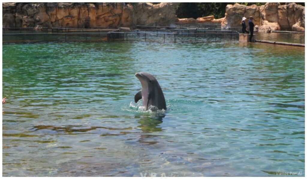 Discovery Cove: Nadando com Golfinhos