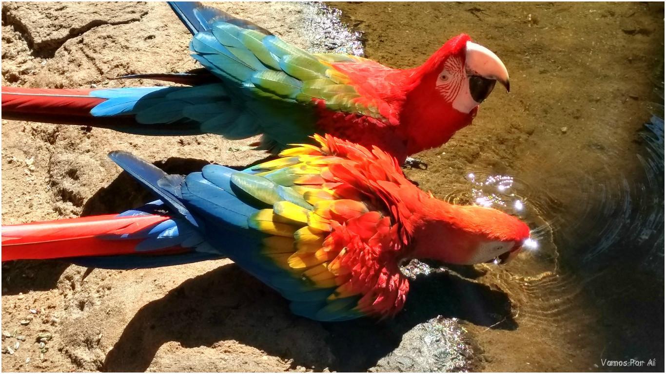 Parque das Aves em Foz do Iguaçu