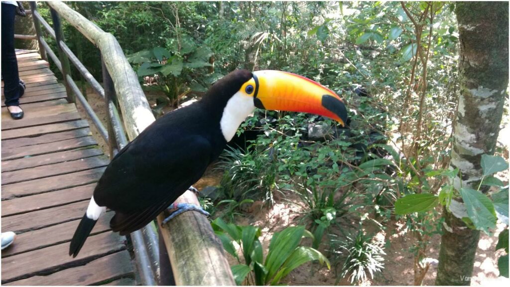 Parque das Aves de Foz do Iguaçu 4
