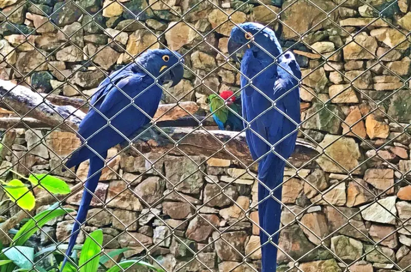 A arara-azul é um dos animais mais fascinantes para crianças verem em São Paulo — destaque do Zoológico da capital.