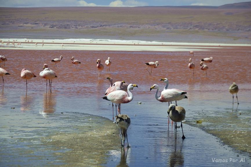 Lagoa Colorada na Bolivia