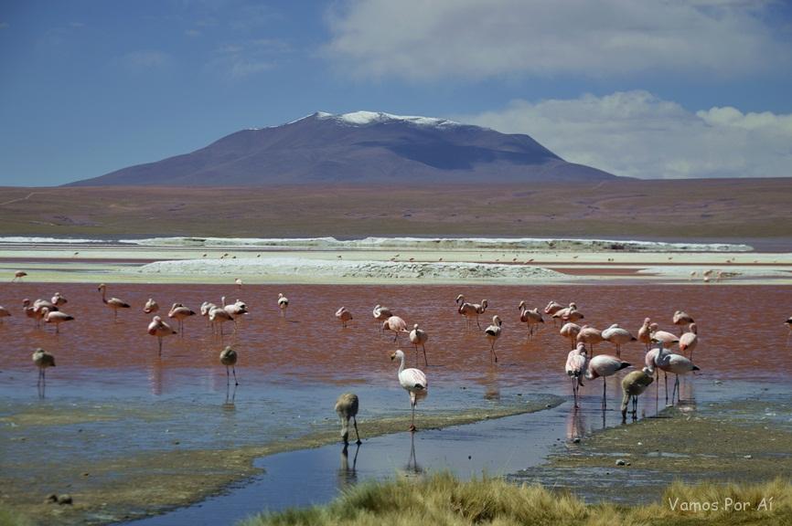 Laguna Colorada na Bolivia