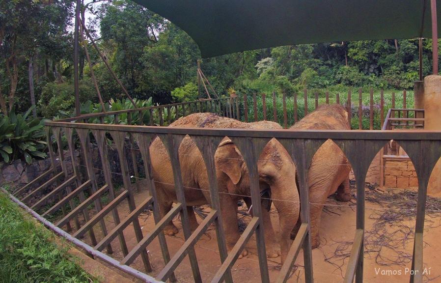 Elefantes do Zoológico de São Paulo