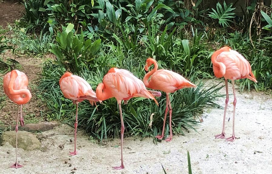 Flamingos do Zoológico de São Paulo
