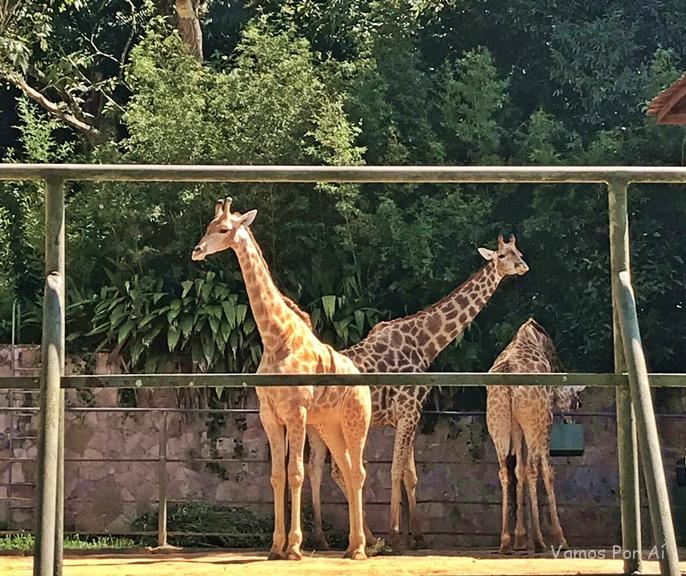 Girafas do Zoológico de São Paulo