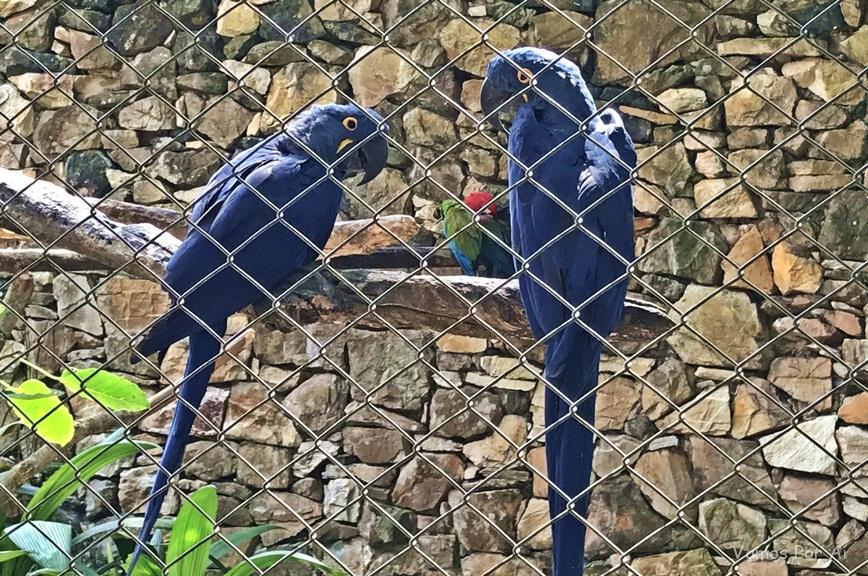 Arara Azul do Zoológico de São Paulo, animal ameaçado de extinção 
