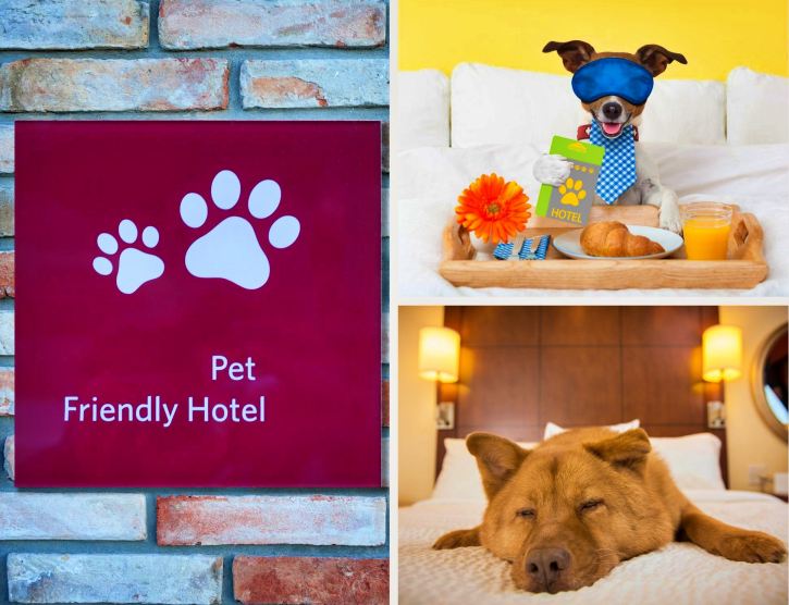 hotel pet friendly em caldas novas, hotel que aceita cachorro em caldas novas