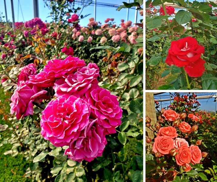 Campos de rosas em Holambra, campos de flroes em holambra, como visitar as plantações de flores em holambra