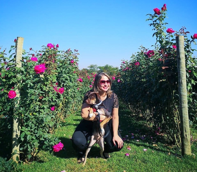 Passeio Pet friendly em Holambra, pode levar cachorro nos campos de flores de holambra, 
