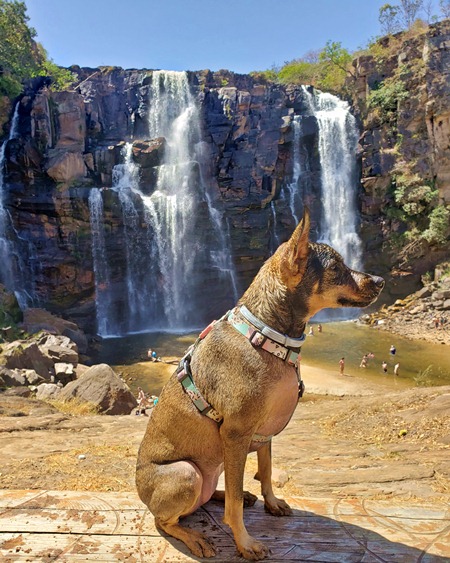 Passeios pet friendly perto de Goiânia, cachoeira que aceita cachorro em pirenopolis, cachoeiras que pode levar animais de estimacao em goias