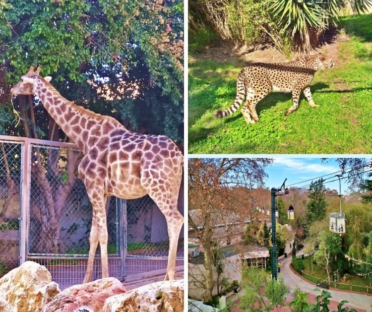 Zoo de lisboa, zoológico de Lisboa, melhores passeios em Lisboa com crianças