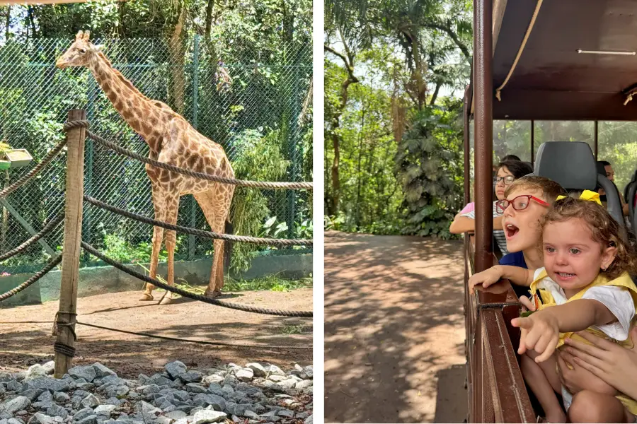 Rodrigo e Ana Júlia sentados no caminhão do Simba Safari observando uma girafa em São Paulo