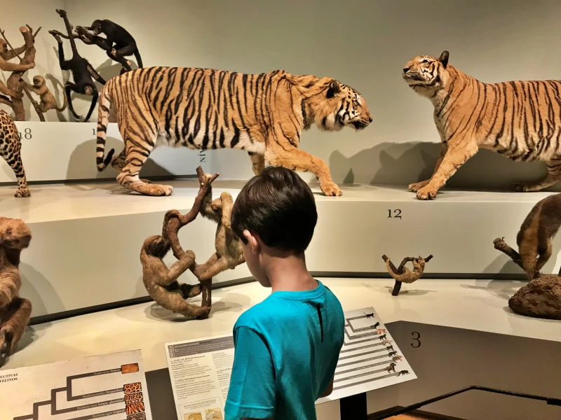 Biel observando animais empalhados no Museu de Zoologia da USP, um excelente passeio com criança em São Paulo para quem busca aprendizado e diversão.