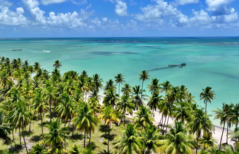 Mar azul cristalino e coqueiros em Maragogi – um dos melhores passeios de bate e volta em Porto de Galinhas