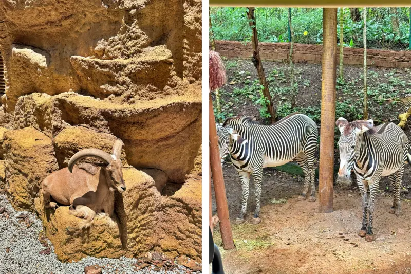 Arruí e zebras-de-Grevy vistos durante o passeio no Simba Safari São Paulo