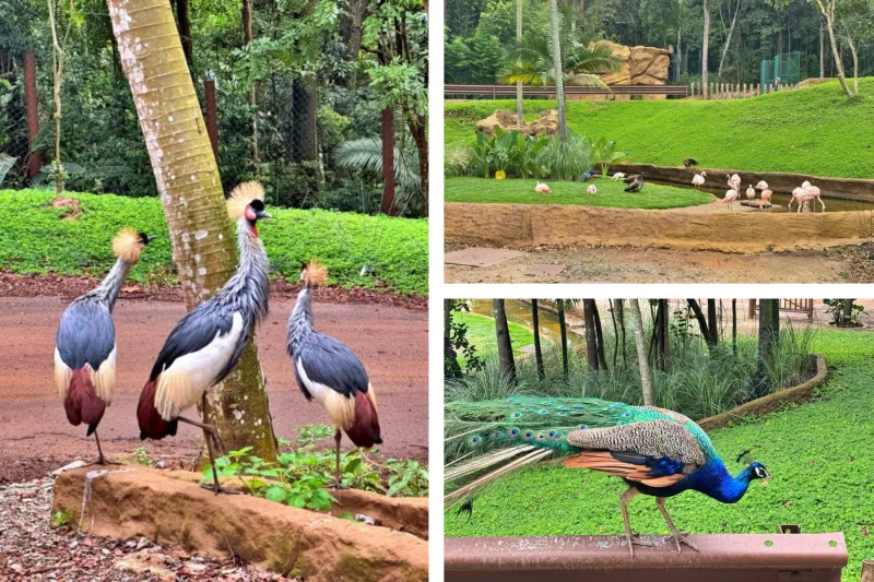 Aves no Simba Safari São Paulo como grou-coroado-cinzento, pavão-indiano e flamingos