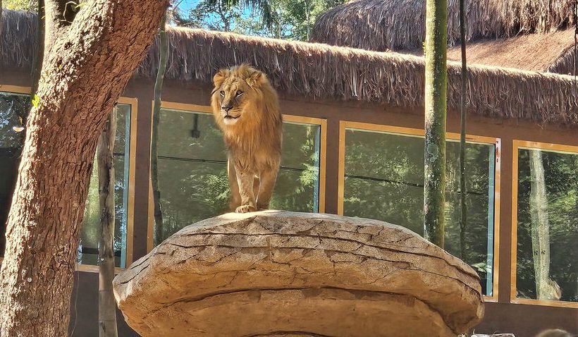 Leão observado durante passeio no Simba Safari São Paulo